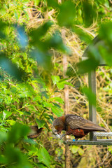 ニュージーランド　ウェリントンのエコサンクチュアリーのジーランディアの野鳥