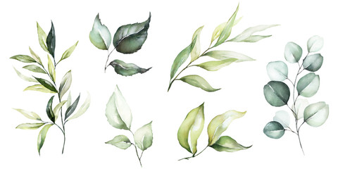 Watercolor floral illustration set - green leaf branches collection, for wedding stationary, greetings, wallpapers, fashion, background. Eucalyptus, olive, green leaves, etc.