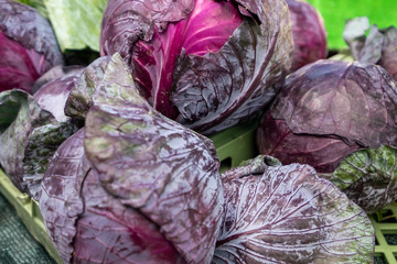 Fototapeta na wymiar Red cabbage heads with healthy ribbed purple leaves having pink veins throughout. The crunchy organic leaves form round ripe heads of cabbage in a bin at a farmer's market. 
