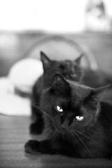 Gatos Negros