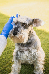 Woman with blue medical gloves caresses dog