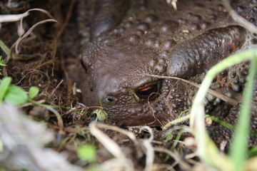 Rospo comune, bufo bufo