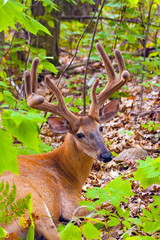 Wild Buck