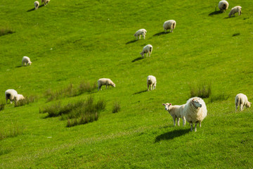 ニュージーランド　ウェリントン近郊のマカラの牧場の羊
