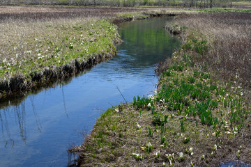 春の下ノ大堀川