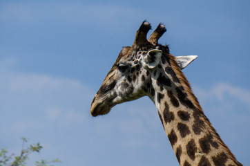 Giraffe in the Serengeti, close up, looking away