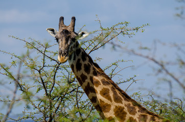 Giraffe in the Serengeti, looking at the camera