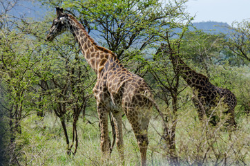 Giraffes in the Serengeti