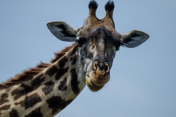 Giraffe in the Serengeti, close-up looking at the camera