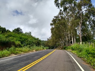 Fototapeta premium road in the forest