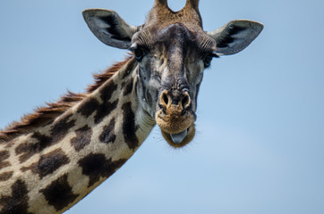 Close-up of Giraffe in the Serengeti