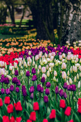 Skagit Valley Tulip Festival