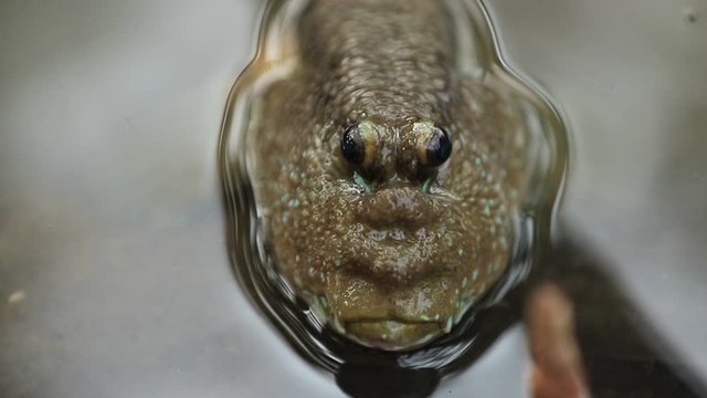 Amphibious fish