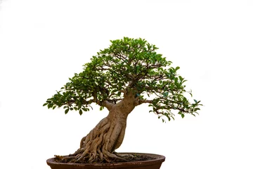 Afwasbaar fotobehang bonsai tree isolated on white © naybaerg