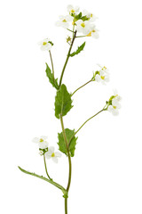 Flowers of arabis, isolated on white background