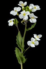 Obraz premium Flowers of arabis, isolated on black background