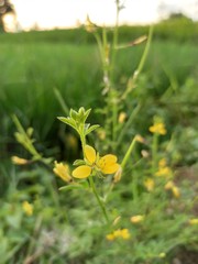 Flowers that is blooming