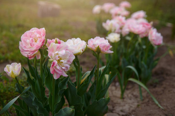 Flowers pink tulips in the garden