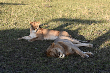 Lion in Maasai Mara, Kenya