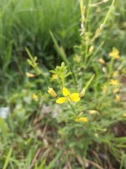 Flowers that is blooming