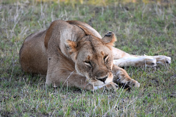 Fototapeta na wymiar Lion in Maasai Mara, Kenya