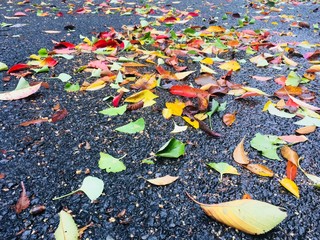 autumn leaves in water