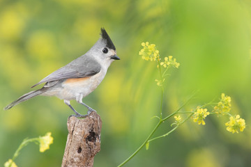 black-crested titmouse perched on a branch backyard home feeder