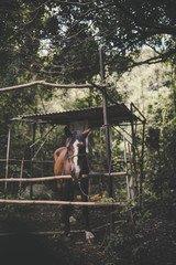 Fototapeta na wymiar cavalos
