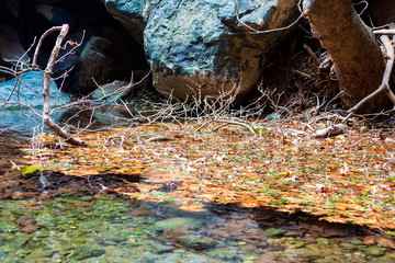 Winter leaves in the water in the gorge of Richtis at winter, Crete, Greece.