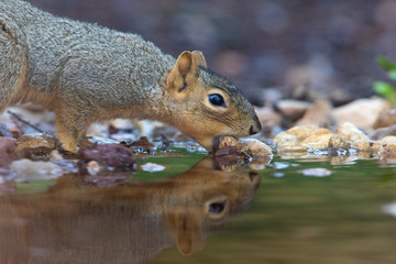 Eastern Fox squirrel eating in a backyard feeder