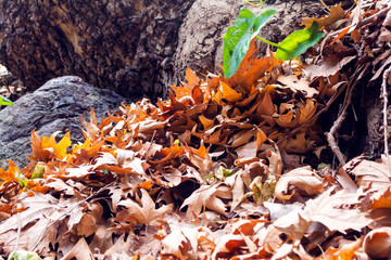 Winter leaves in the gorge of Richtis at winter, Crete, Greece.