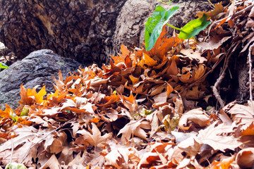 Winter leaves in the gorge of Richtis at winter, Crete, Greece.