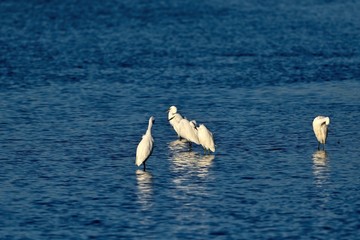 青空映す水面でくつろぐダイサギたち