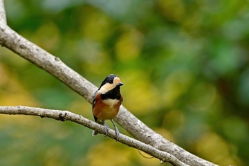 お気に入りの枝でくつろぐヤマガラ