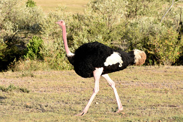 Male ostrich in Maasai Mara, Kenya