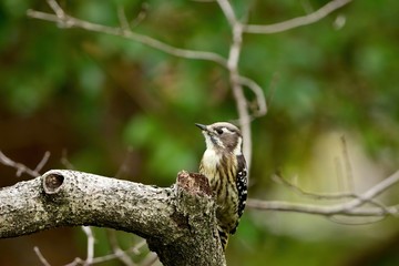 お気に入りの枝でくつろぐコゲラ