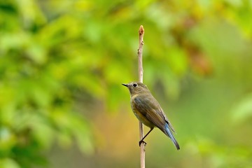 グリーンバックの枝でくつろぐルリビタキメス