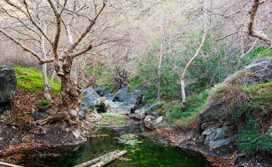 Obraz premium Winter leaves in the water in the gorge of Richtis at winter, Crete, Greece.
