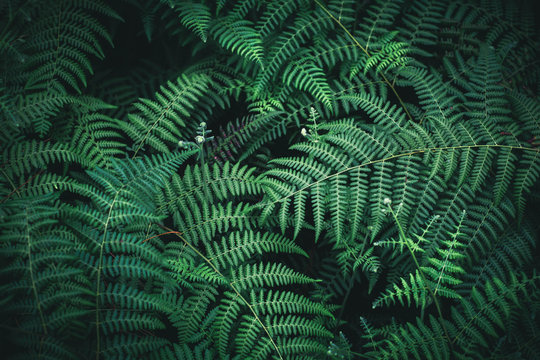 Beautiful fern leaves background