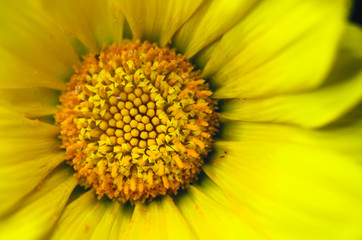 close up of the disk floret of a yellow flower 