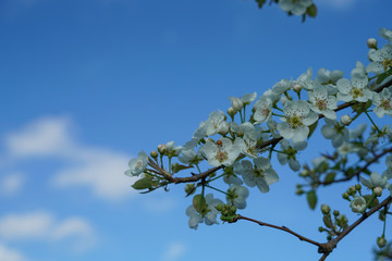 Pear tree branch with blossoms against clear blue sky