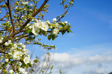 Pear tree branch with blossoms against clear blue sky