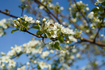 Pear tree branch with blossoms against clear blue sky