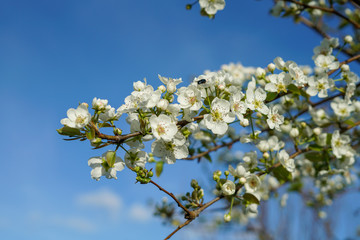 Pear tree branch with blossoms against clear blue sky