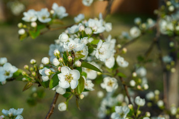 Fototapeta premium Pear tree blossoms during spring season