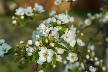 Pear tree blossoms during spring season