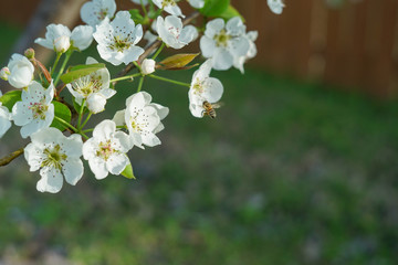 Pear tree blossoms during spring season, with honey bee