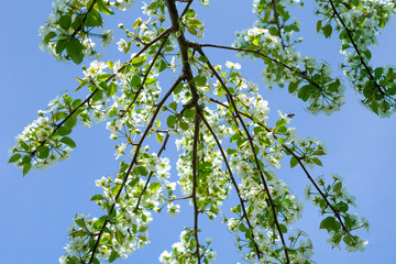 Blooming pear tree branches along clear blue sky background