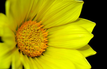 macro sunflower isolated on black background