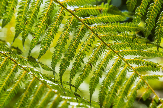 5 Best シルバーファーン Images Stock Photos Vectors Adobe Stock 5 Best シルバーファーン Images Stock Photos Vectors Adobe Stock